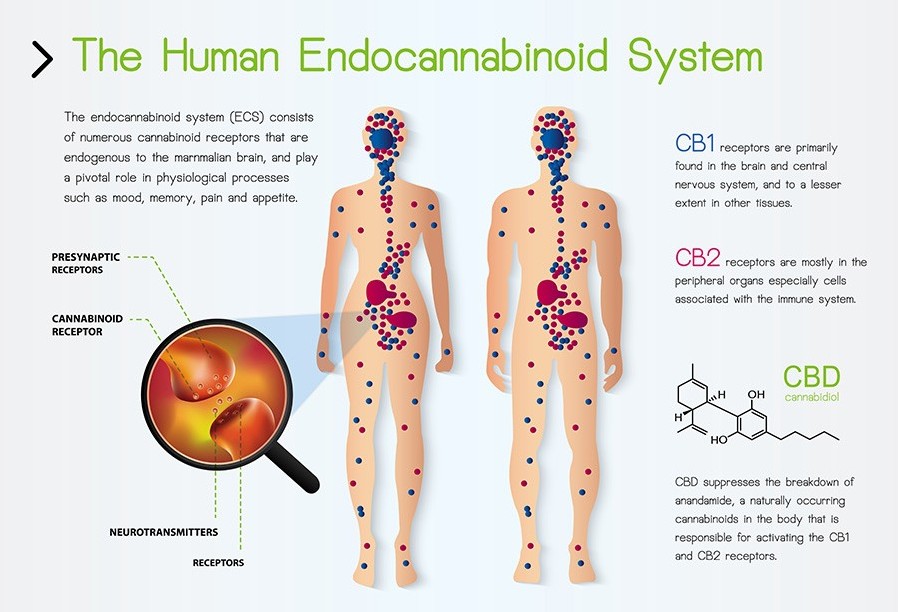 The human Endocannabinoid System diagram for CBD and Pain Management